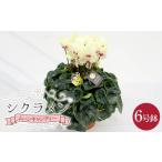 花 シクラメン ムーンキャンディー 6号鉢