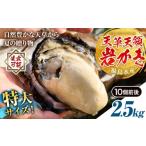 ふるさと納税 牡蠣 生牡蠣 熊本県 苓北町 天領岩牡蠣 約2.5kg 福島水産《2026年4月上旬-7月末頃出荷予定》熊本県 苓北町 牡蠣 かき カキ 岩カキ 岩ガキ 貝 BIG…
