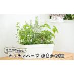 苗木 ハーブ キッチンハーブ 5種