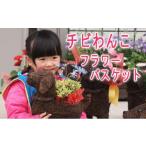 花 苗木 チビわんこのフラワーバスケット 1匹
