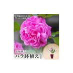 京阪園芸のバラの鉢植え 未開花 _花 観葉植物