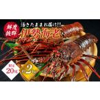 fu.... налог креветка лангуст Nagasaki префектура запад море город натуральный Исэ город море . мыс дверь производство 2 хвост ( итого примерно 2kg) CAW003 запад море большой мыс .. мыс дверь главный место Nagasaki запад море Исэ город море . лангуст креветка натуральный .....