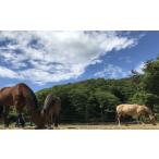 体験チケット 馬のお世話体験とふれあい乗馬