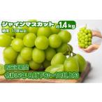 ふるさと納税 香川県 観音寺市 シャインマスカット 約1.4kg  旬な果実 採れたて ぶどう