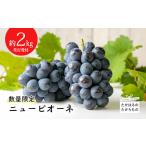 ふるさと納税 果物類 ぶどう 宮崎県 高原町  先行受付・数量限定 久保ぶどう園のニューピオーネ 約2kg(3〜4房) 産地直送の新鮮でおいしい葡萄 ブドウ 大粒 果…