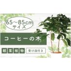 ふるさと納税 鹿児島県 指宿市 4月上旬〜発送【観葉植物】コーヒーの木65cm〜85cm(Green Base／014-1400) 南国鹿児島県で育った 観葉植物！植物 鉢付 インテリ…