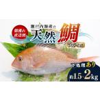 鯛 金目鯛のどぐろ 朝獲れ直送便 瀬戸内海産の天然鯛を丸ご…