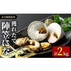 旬の鮮魚等 陣笠にな 約2kg
