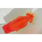 生き物 らんちゅう ランチュウ 金魚 鑑賞用