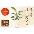 花 苗木 R8年熊本地震復興支援 オーガスタ