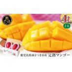 ショッピングふるさと納税 マンゴー ふるさと納税 マンゴー 鹿児島県 南さつま市  先行受付 鹿児島県産 完熟マンゴー 4L 2玉 <2026年6月〜順次発送> 贈答品用 ギフト オリジナル白箱入り ア…