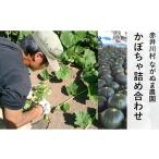 セット 詰合せ ながぬま農園のかぼちゃ詰め合わせ:9月中旬~…