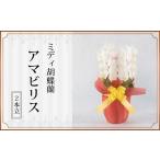 花 142-1 ミニ胡蝶蘭 純白 アマビリス