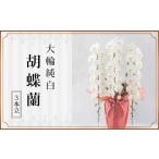 花 147-1 胡蝶蘭 大輪 純白 3本立 KN024-001-01