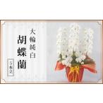 花 148-1 胡蝶蘭 大輪 純白 5本立 KN024-001-02