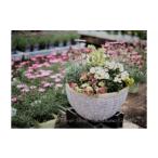 花 苗木 季節のおまかせ寄せ植え 1鉢 3月~