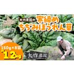 野菜類 大作農園の寒締めちぢみほうれん草 約1.2kg