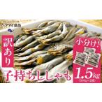 魚貝類 ししゃも 訳あり 子持ちシシャモ 1.5kg