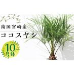 花 苗木 南国宮崎産 ココスヤシ 10号鉢_M005-001