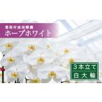花 鴻巣花き市場品評会で最高賞受賞 白大輪コチョウラン3本…