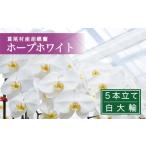 花 鴻巣花き市場品評会で最高賞受賞 白大輪コチョウラン5本…