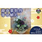 花 花苗 寄せ植え 葉牡丹 お花 正月 飾り テラコッタ
