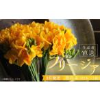 花 苗木 花束 香り華やぐ フリージア 黄色 100本