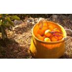 ふるさと納税 果物類 みかん 和歌山県 海南市 早生みかん 約6kg 大玉 2L・3Lサイズ《ご家庭用》和歌山県 海南市産 農園直送 鈴木みかん農園 北海道・沖縄県・…