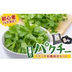 薬味 ハーブ 初心者も安心 並盛り パクチー栽培キット
