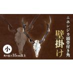 インテリア ニホンジカ頭骨付き角 壁掛け