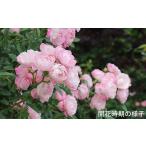 花 苗木 バラ鉢植え 玉鬘 057-007