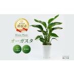 苗木 2026年3月中旬~発送 観葉植物