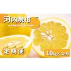 みかん 柑橘類 定期便3カ月 玉名産 河内晩柑10kg