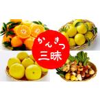 ふるさと納税 みかん・柑橘類 高知県 須崎市 定期便 3回 お試しサイズ 柑橘三昧 ポンカン 文旦 小夏 野菜 セット付き 南国高知からの贈り物 季節 旬 柑橘 果物…