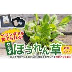 生き物 ベランダでも育てられるサラダほうれん草栽培キット