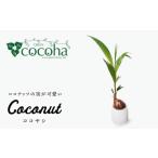 花 苗木 ココヤシ cocoha AWB012
