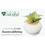 花 苗木 サンセベリア ゴールデン ハニー cocoha