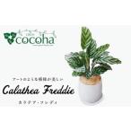 花 苗木 カラテア フレディ cocoha AWB017