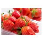 ふるさと納税 いちご 群馬県 みなかみ町 みなかみ町産　いちご「やよいひめ」１.２ｋｇ