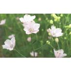 花 さくらひめ 生花 約7株