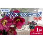 花 クリスマス ローズ 新品種 氷の薔薇 レッド