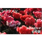 花 シクラメン お色おまかせ 6号鉢 11月下旬~12月上旬頃発送