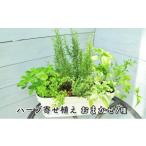 花 苗木 ハーブ 7種