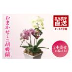 花 おまかせ ミニ胡蝶蘭 2本寄せ14輪以上