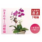 ふるさと納税 雑貨・日用品 花 茨城県 鹿嶋市 おまかせミニ胡蝶蘭（3本寄せ21輪以上） 陶器鉢 お花 花 コチョウラン 胡蝶蘭 蘭 贈り物 プレゼント 誕生日 お祝…