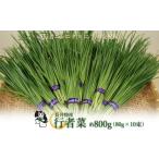 野菜類 2026年発送 長井特産行者菜約800g 80g×10束