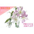 花 苗木 花束 生産者直送 香りも魅力の百合の花束