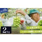 ふるさと納税 ぶどう マスカット 山梨県 富士吉田市  2026年発送 数量限定 期間限定 産地直送 高級シャインマスカット2kg以上（3〜4房） 単品1回 2kg以上（3〜…