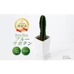 花 苗木 観葉植物 ブルーサボテン40cm~50cmプラスチック鉢