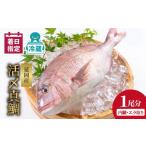 延岡産活〆鮮魚職人技の脱血鮮魚真鯛1尾分